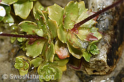 F304754: Sternblütiger Steinbrech (Saxifraga stellaris)