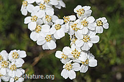 F304756: Moschus-Schafgarbe (Achillea erba-rotta ssp. moschata)
