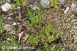 F304760: Moschus-Schafgarbe (Achillea erba-rotta ssp. moschata)