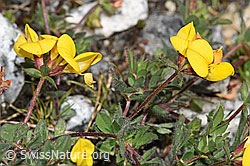 F304764: Alpen-Hornklee (Lotus alpinus)