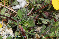 F304766: Alpen-Hornklee (Lotus alpinus)