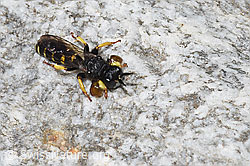 F304775: Crabro peltatus (Grabwespe)