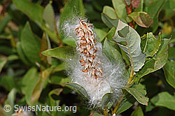 Sal-Weide (Salix caprea) (F304783)