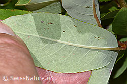 Sal-Weide (Salix caprea) (F304792)