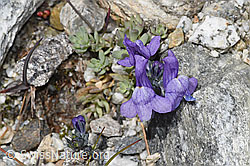 Alpen-Leinkraut (Linaria alpina) (07.2025, F304793)