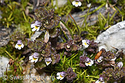 Zwerg-Augentrost (Euphrasia minima) (F304805) Zwerg-Augentrost (Euphrasia minima) (F304805)