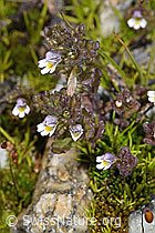 Zwerg-Augentrost (Euphrasia minima) (F304806) Zwerg-Augentrost (Euphrasia minima) (F304806)