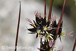 F304847: Jacquins Binse (Juncus jacquinii)