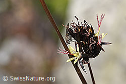 F304850: Jacquins Binse (Juncus jacquinii)
