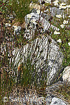 F304852: Jacquins Binse (Juncus jacquinii)