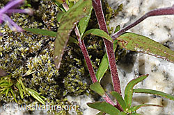 F304879: Fleischers Weidenröschen (Epilobium fleischeri)