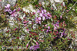 F304881: Fleischers Weidenröschen (Epilobium fleischeri)