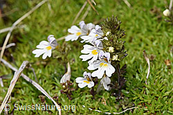 Zwerg-Augentrost (Euphrasia minima) (F304882) Zwerg-Augentrost (Euphrasia minima) (F304882)