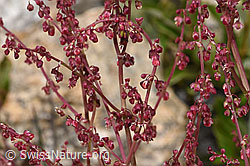 F304888: Schildblättriger Ampfer (Rumex scutatus)