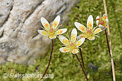 Moosartiger Steinbrech (Saxifraga bryoides) (F304896)