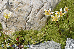 Moosartiger Steinbrech (Saxifraga bryoides) (F304899)