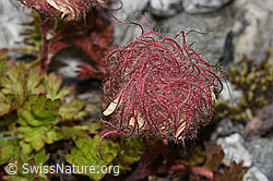 Kriechende Berg-Nelkenwurz (Geum reptans) (07.2025, F304912)