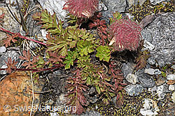 Kriechende Berg-Nelkenwurz (Geum reptans) (F304914) Kriechende Berg-Nelkenwurz (Geum reptans) (F304914)