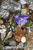Campanula scheuchzeri (07.2025, F304929)