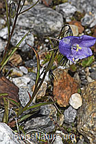 Campanula scheuchzeri (F304930)
