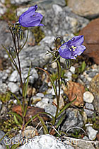 Campanula scheuchzeri (07.2025, F304931)