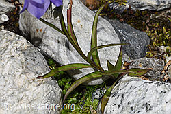 Campanula scheuchzeri (F304932)