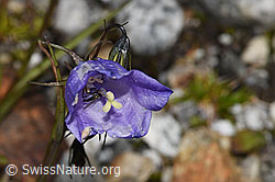 Campanula scheuchzeri (F304934)