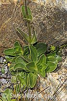 Veronica bellidioides (F304937) Veronica bellidioides (F304937)