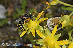 F304979: Crabro peltatus (Grabwespe) auf Bewimpertem Steinbrech (Saxifraga aizoides)