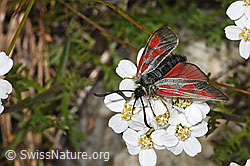Alpen-Widderchen (Zygaena exulans) auf Moschus-Schafgarbe (Achillea erba-rotta ssp. moschata) (07.2025, F304983)