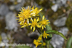 Solidago virgaurea ssp. minuta (07.2025, F304995)