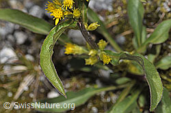 Solidago virgaurea ssp. minuta (F304996)