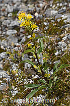 Solidago virgaurea ssp. minuta (07.2025, F304998)