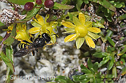 F305010: Crabro peltatus (Grabwespe) auf Bewimpertem Steinbrech (Saxifraga aizoides)