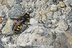 F305013: Crabro peltatus (Grabwespe)