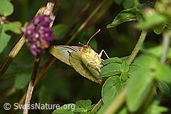 Goldene Acht (Colias hyale) (F305495) Goldene Acht (Colias hyale) (F305495)