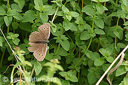 Brauner Waldvogel (Aphantopus hyperantus) (F305504)
