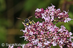 Bienenjagende Knotenwespe (Cerceris rybyensis) an Echter Dost (Origanum vulgare) (F305506) Bienenjagende Knotenwespe (Cerceris rybyensis) an Echter Dost (Origanum vulgare) (F305506)