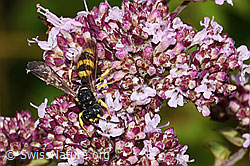 Bienenjagende Knotenwespe (Cerceris rybyensis) an Echter Dost (Origanum vulgare) (F305507) Bienenjagende Knotenwespe (Cerceris rybyensis) an Echter Dost (Origanum vulgare) (F305507)
