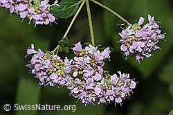 Echter Dost (Origanum vulgare) (F305512) Echter Dost (Origanum vulgare) (F305512)