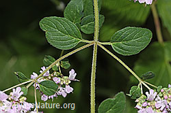 Echter Dost (Origanum vulgare) (F305513) Echter Dost (Origanum vulgare) (F305513)