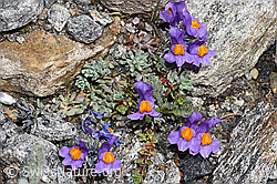 Linaria alpina (08.2025, F307540) Linaria alpina (08.2025, F307540)