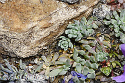 Linaria alpina (F307541) Linaria alpina (F307541)