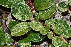Salix reticulata (F307571) Salix reticulata (F307571)