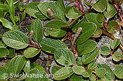 Salix reticulata (08.2025, F307574) Salix reticulata (08.2025, F307574)