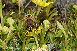 Eristalis tenax on Saxifraga aizoides (F307592) Eristalis tenax on Saxifraga aizoides (F307592)