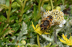 Eristalis tenax on Saxifraga aizoides (F307595) Eristalis tenax on Saxifraga aizoides (F307595)