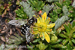 Scaeva pyrastri on Saxifraga aizoides (08.2025, F307596) Scaeva pyrastri on Saxifraga aizoides (08.2025, F307596)