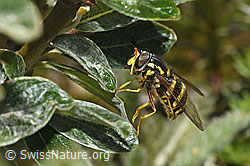 Chrysotoxum fasciatum (F307599) Chrysotoxum fasciatum (F307599)