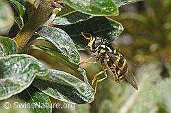 Chrysotoxum fasciatum (08.2025, F307600) Chrysotoxum fasciatum (08.2025, F307600)